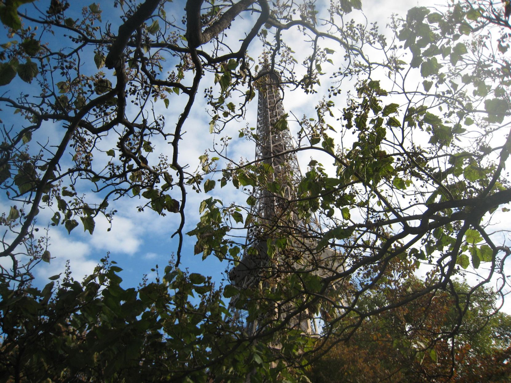 Eiffel Tower through the trees